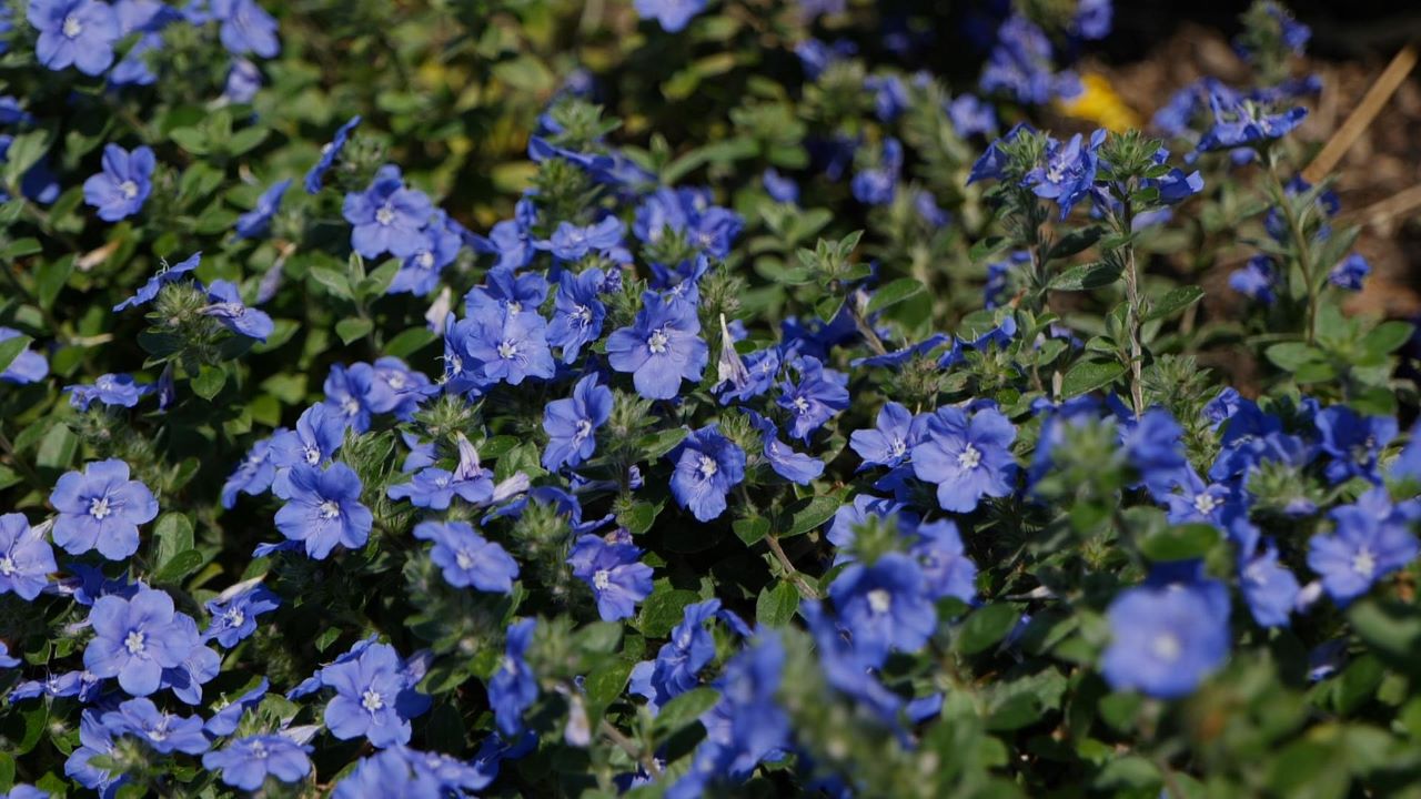 Get It Growing: Blue My Mind is 2023 summer Super Plant